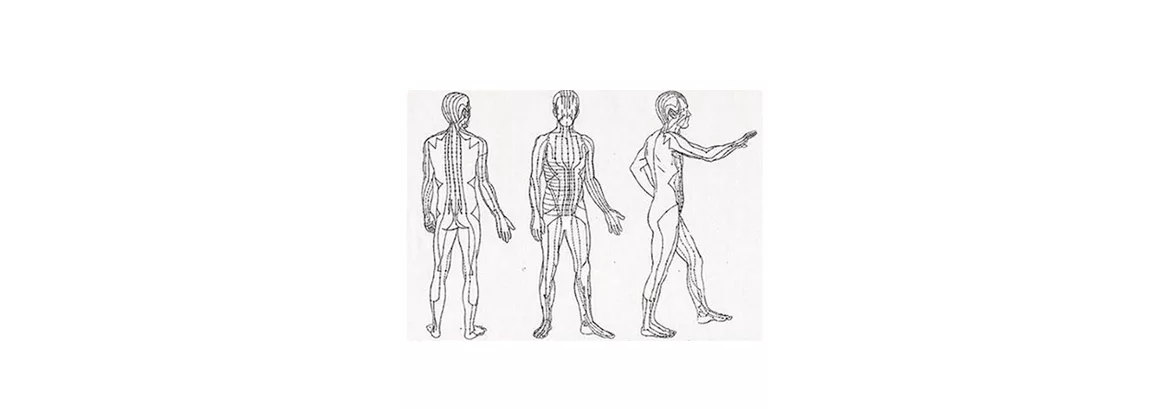 Ilustração em preto e branco mostrando três vistas do corpo humano: posterior, frontal e lateral. A imagem destaca uma rede de linhas ao longo do corpo, representando os Canais de Bonghan, uma estrutura teorizada na Medicina Tradicional Chinesa e estudada cientificamente como uma possível conexão entre os meridianos de acupuntura e o sistema fascial.